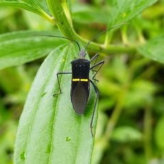 Phthia lunata
