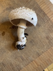 Agaricus bisporus