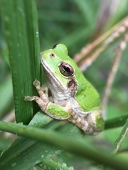 Hyla japonica