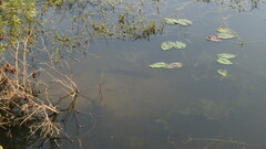 Micropterus floridanus