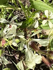 Episyrphus balteatus