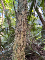 Cryosophila stauracantha