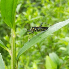 Phthia lunata