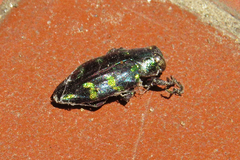 Chrysobothris richteri