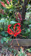 Gloriosa superba