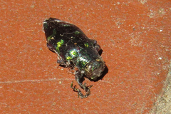 Chrysobothris richteri