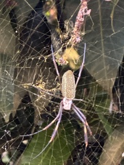 Trichonephila clavipes