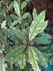 Quintinia serrata
