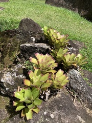 Bromelioideae