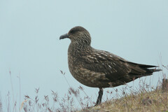 Stercorarius skua