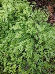 Pteris macilenta