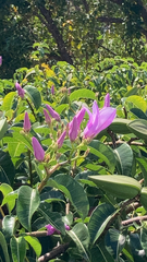 Cryptostegia grandiflora