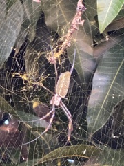 Trichonephila clavipes