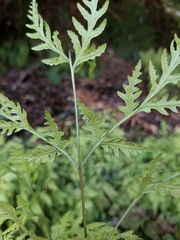 Pteris macilenta