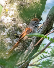 Synallaxis frontalis