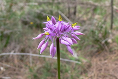 Sowerbaea laxiflora