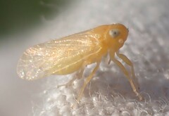 Haplaxius fulvus