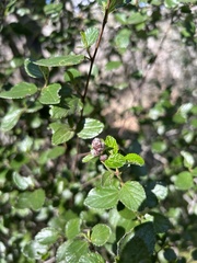 Ceanothus oliganthus
