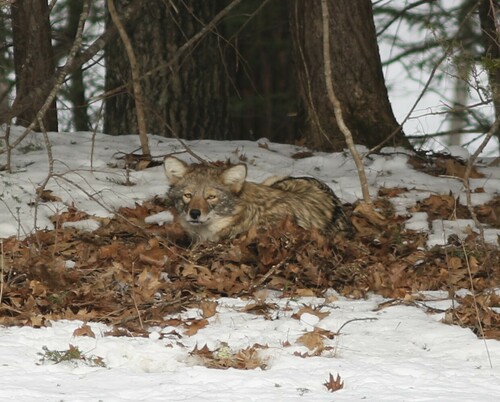 Coyote photographed in Maine