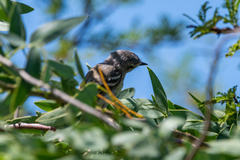 Serpophaga subcristata
