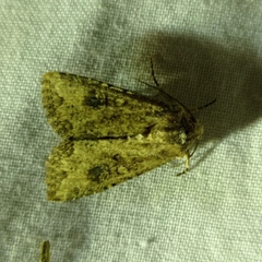 Mythimna languida