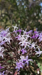 Critoniopsis
