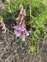 Lathyrus vestitus