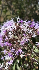 Critoniopsis