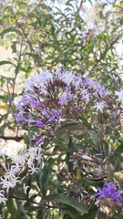 Critoniopsis