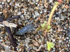 Traskorchestia traskiana