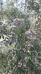 Critoniopsis
