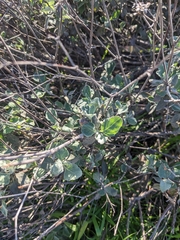 Eriogonum cinereum