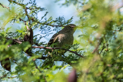 Elaenia parvirostris