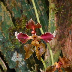 Cyrtochilum