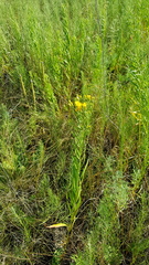 Galatella biflora