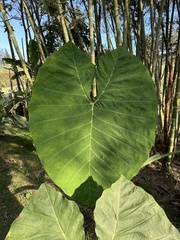 Xanthosoma sagittifolium