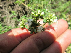 Galianthe bogotensis