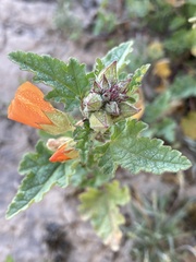 Sphaeralcea coulteri