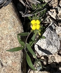 Physaria tenella