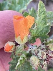 Sphaeralcea coulteri