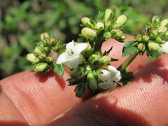 Galianthe bogotensis