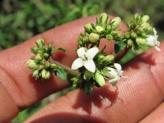 Galianthe bogotensis
