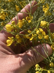 Senna artemisioides