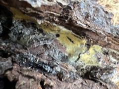 Trichoderma sulphureum