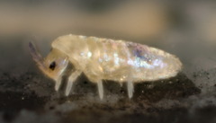 Lepidocyrtus helenae