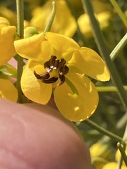 Senna artemisioides
