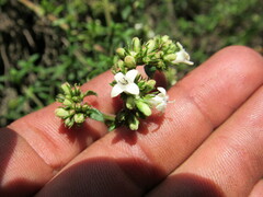 Galianthe bogotensis