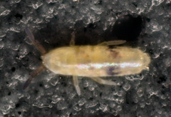 Lepidocyrtus helenae