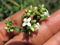 Galianthe bogotensis