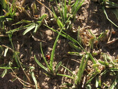 Cephalomutilla haematodes